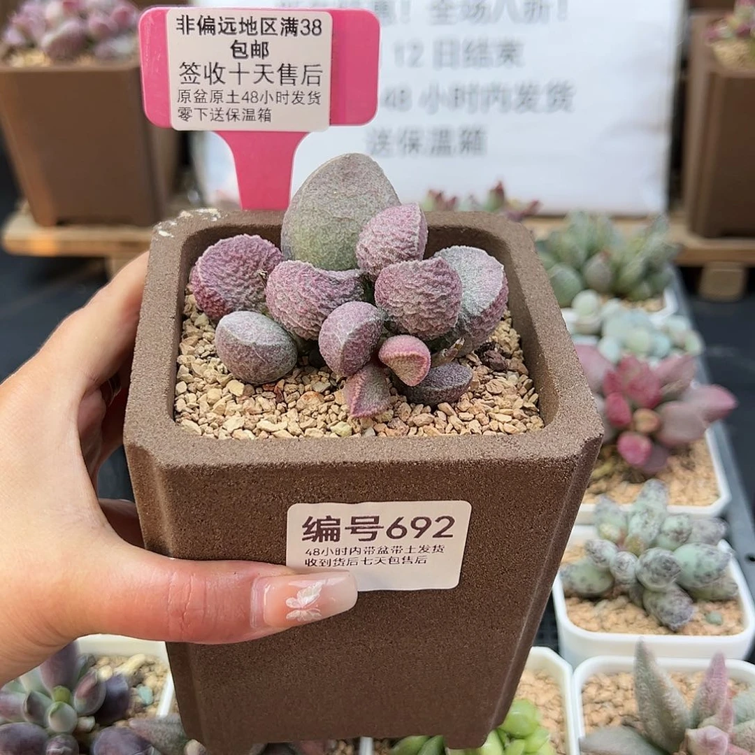 放**念692哈默猪肝多肉植物