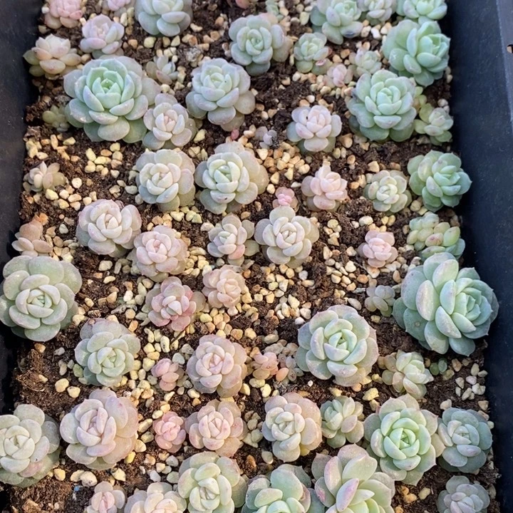 131 多肉植物盆栽花卉