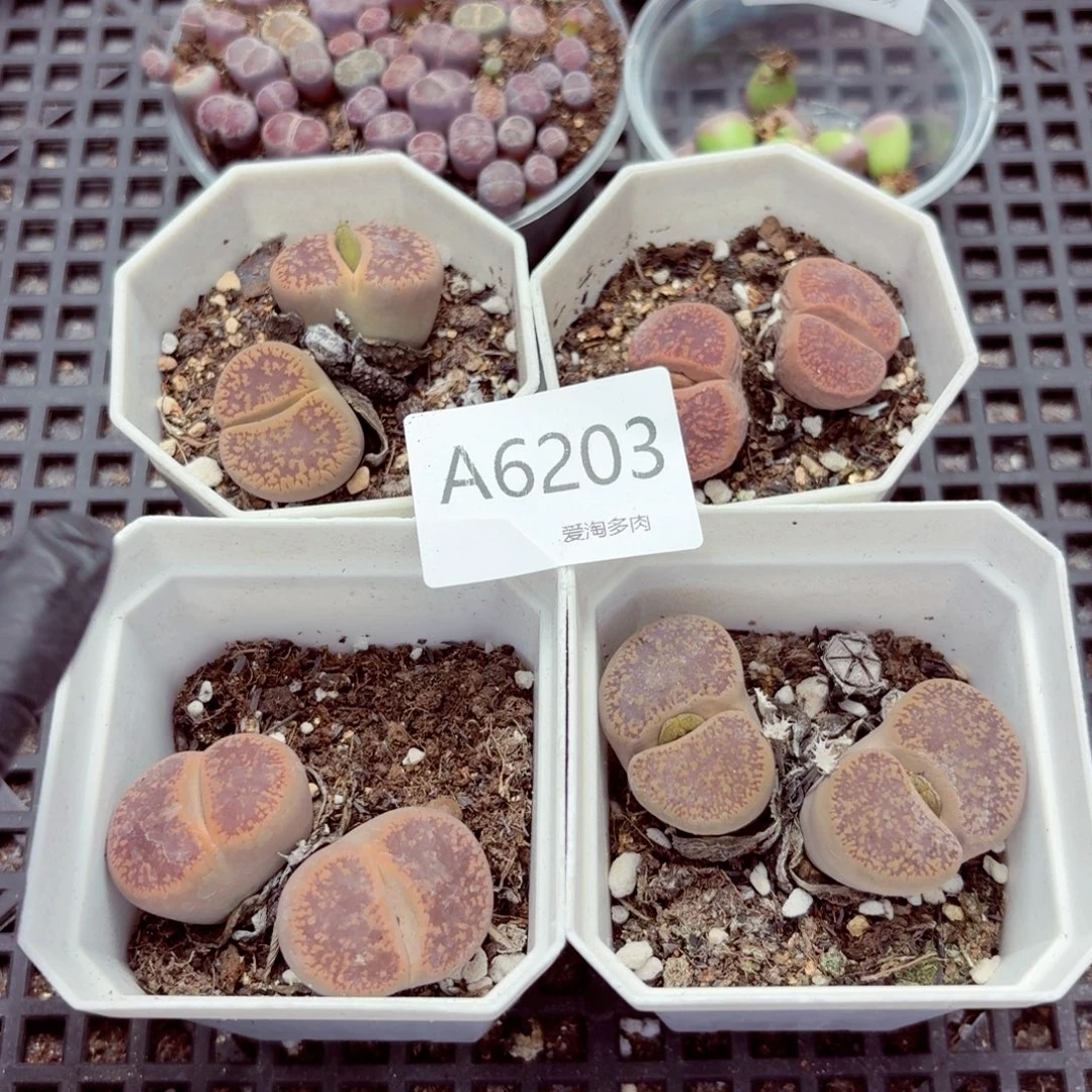 6203—生石花 生石花