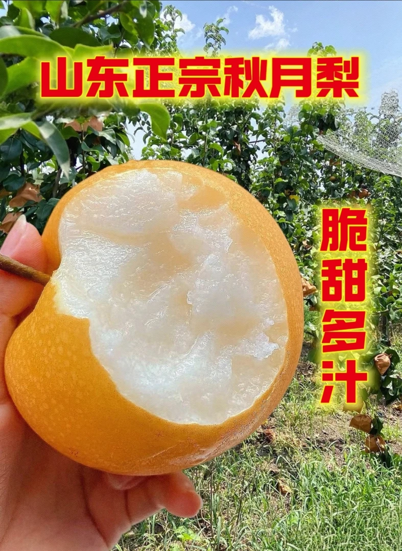 山东正宗秋月梨新鲜现摘脆甜多汁应季水果产地直发