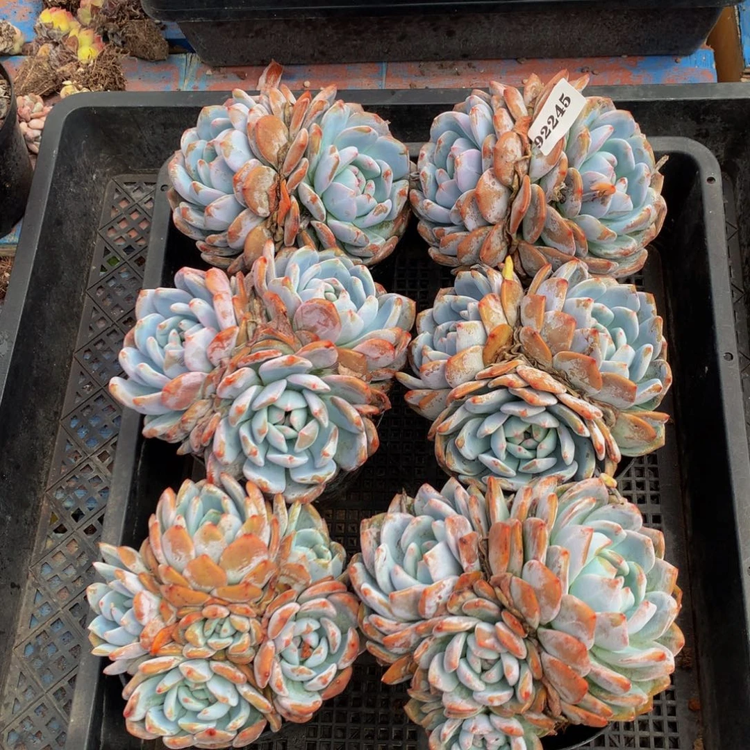 92245六个嗯嗯嗯嗯嗯嗯好喜欢