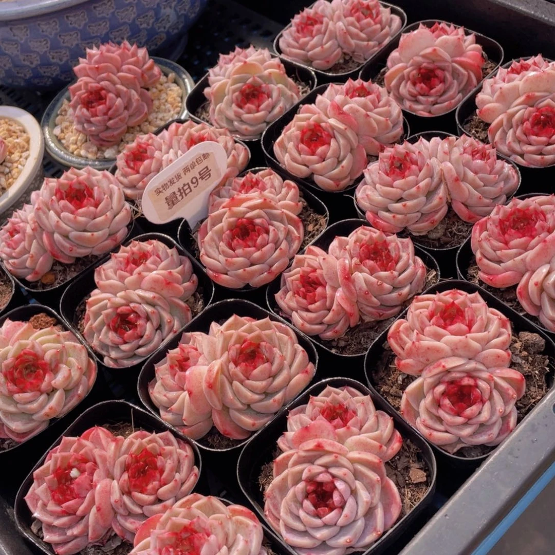 量拍9号红丝绒糖心天鹅绒双头一个