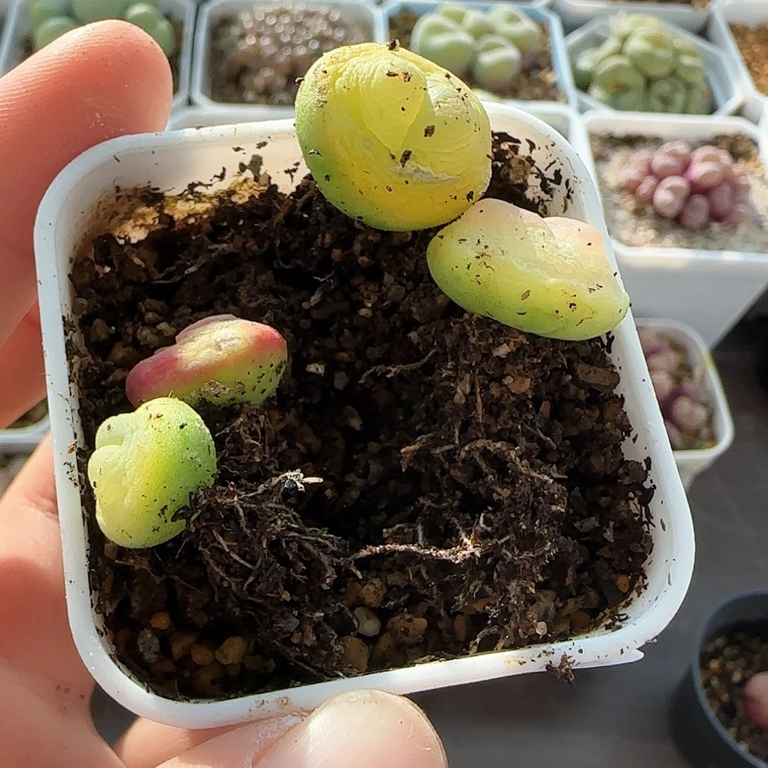 蓝***子7312 大白多肉植物园