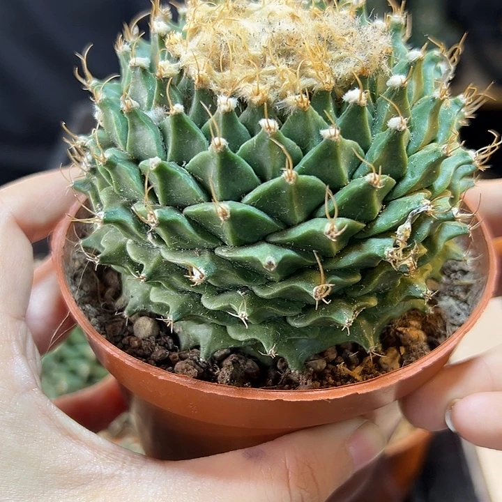 自根帝冠9公分带盆1颗