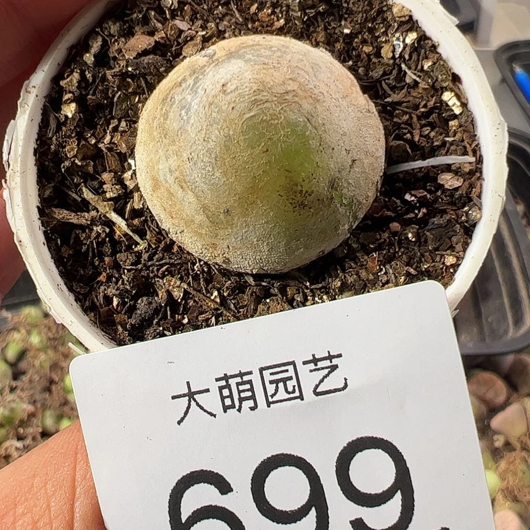 一物一拍。          699