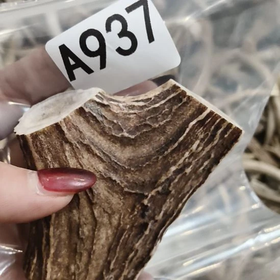 生***子鹿角鹿角鹿角鹿角鹿角