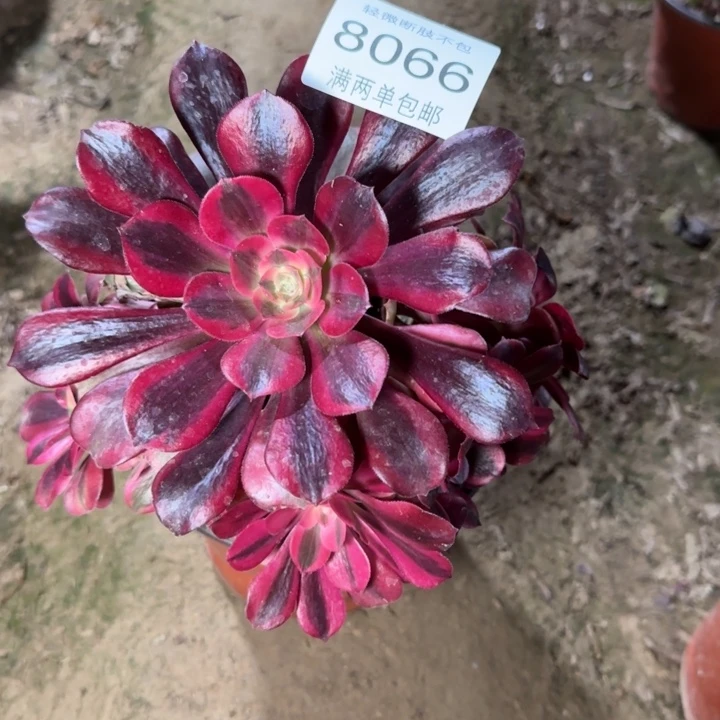 8066美杜莎多肉植物