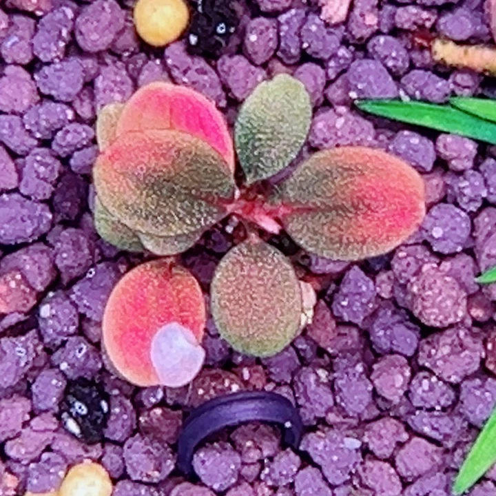 辣椒榕私藏水草来了
