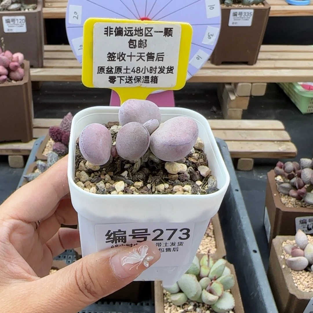 273球球紫蛋多肉植物