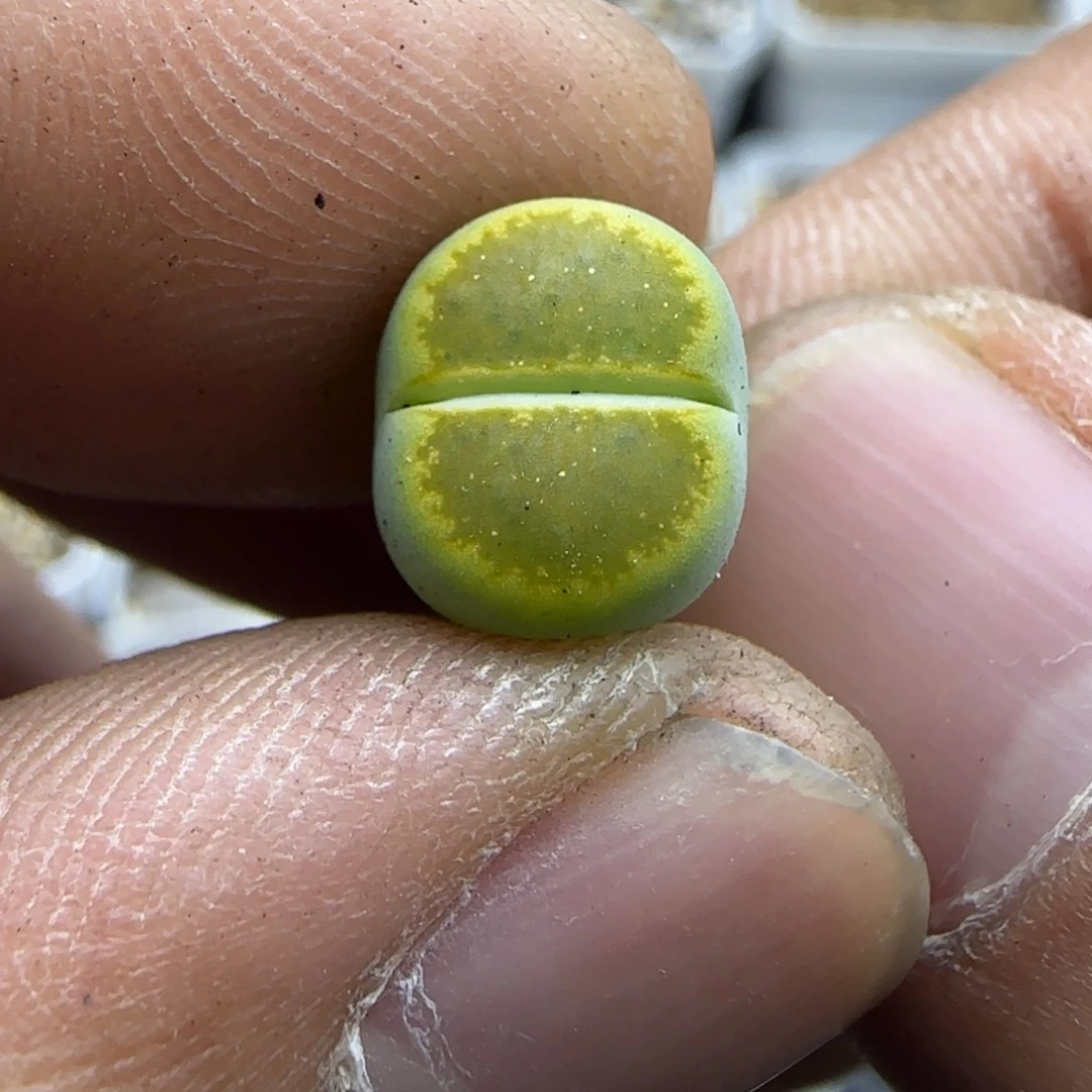 787生石花大棚直播