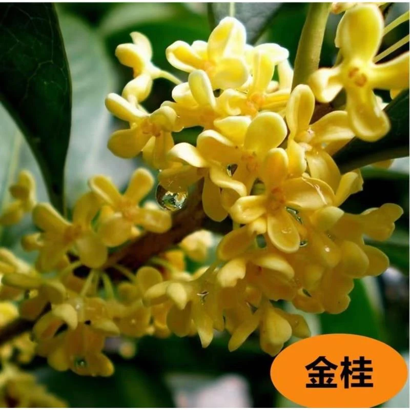 14【高杆】新金桂花树盆栽浓香型带花苞好养易活适合阳台庭院室