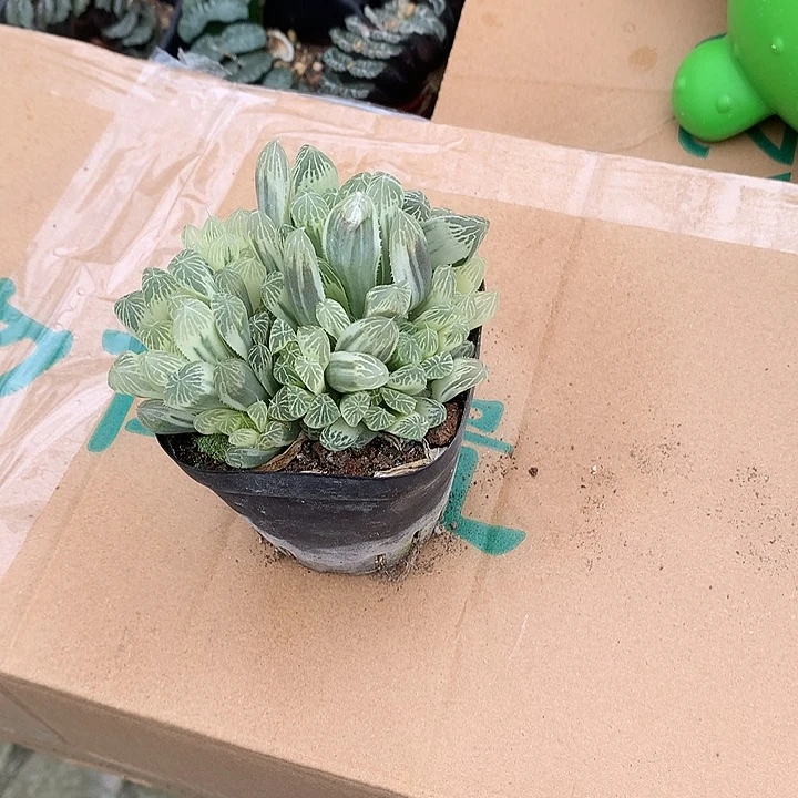 伴***久糊斑语录锦带盆土发货moj