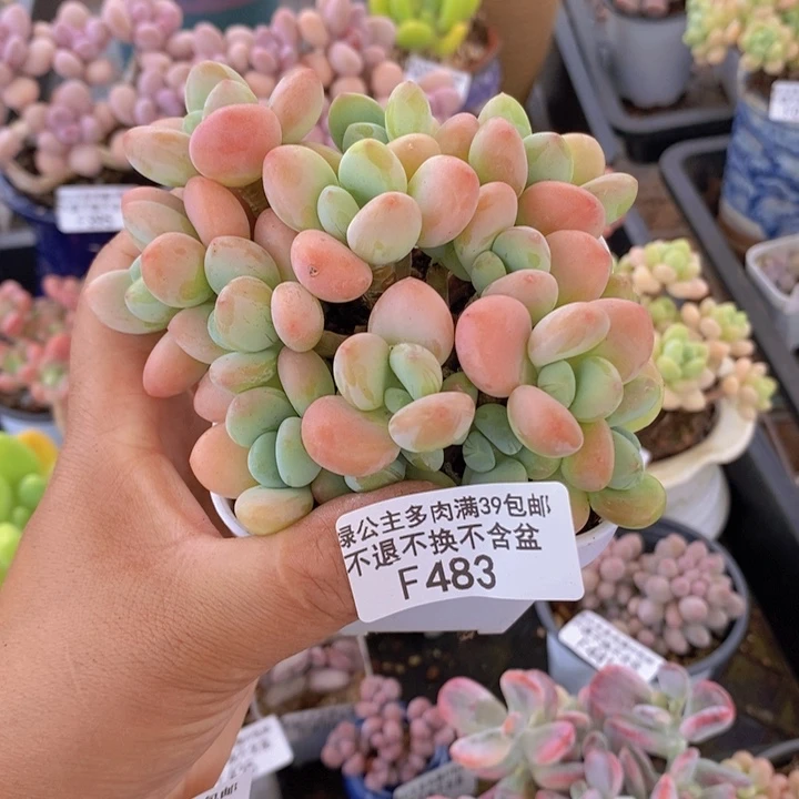 香水洛神10cm483多肉植物