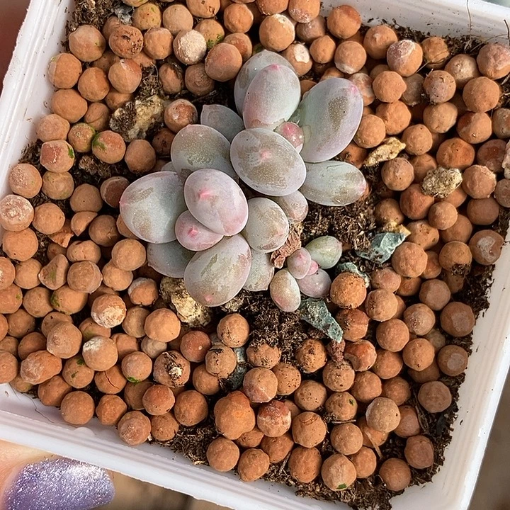 彩虹奶酪c20锦基因多肉