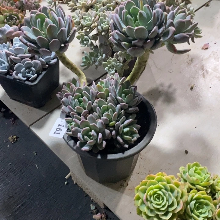 R***r161灰姑娘多肉植物