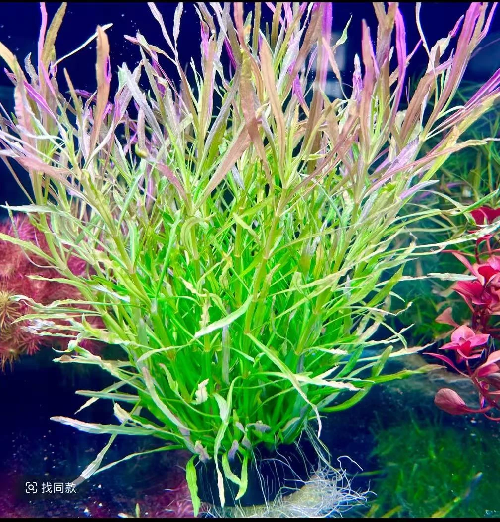 {巴西百叶坨草}新手懒人水草鱼缸造景净化水质增氧