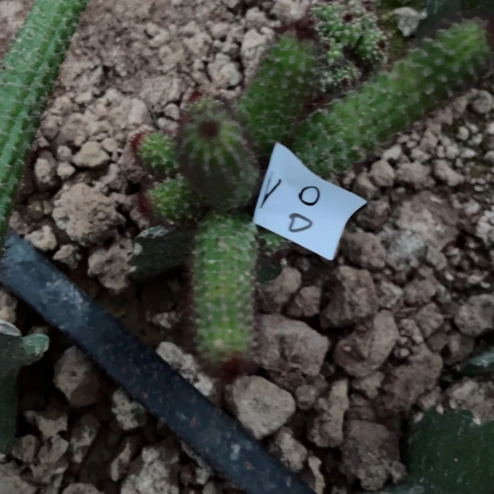 琪*妈N8嫁接金妞纽扣30