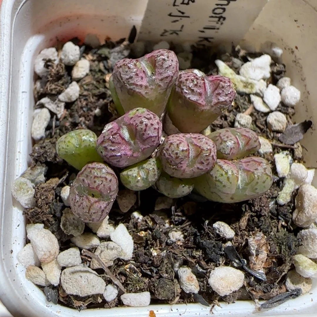 肉锥多肉植物组合-小飞有疤655