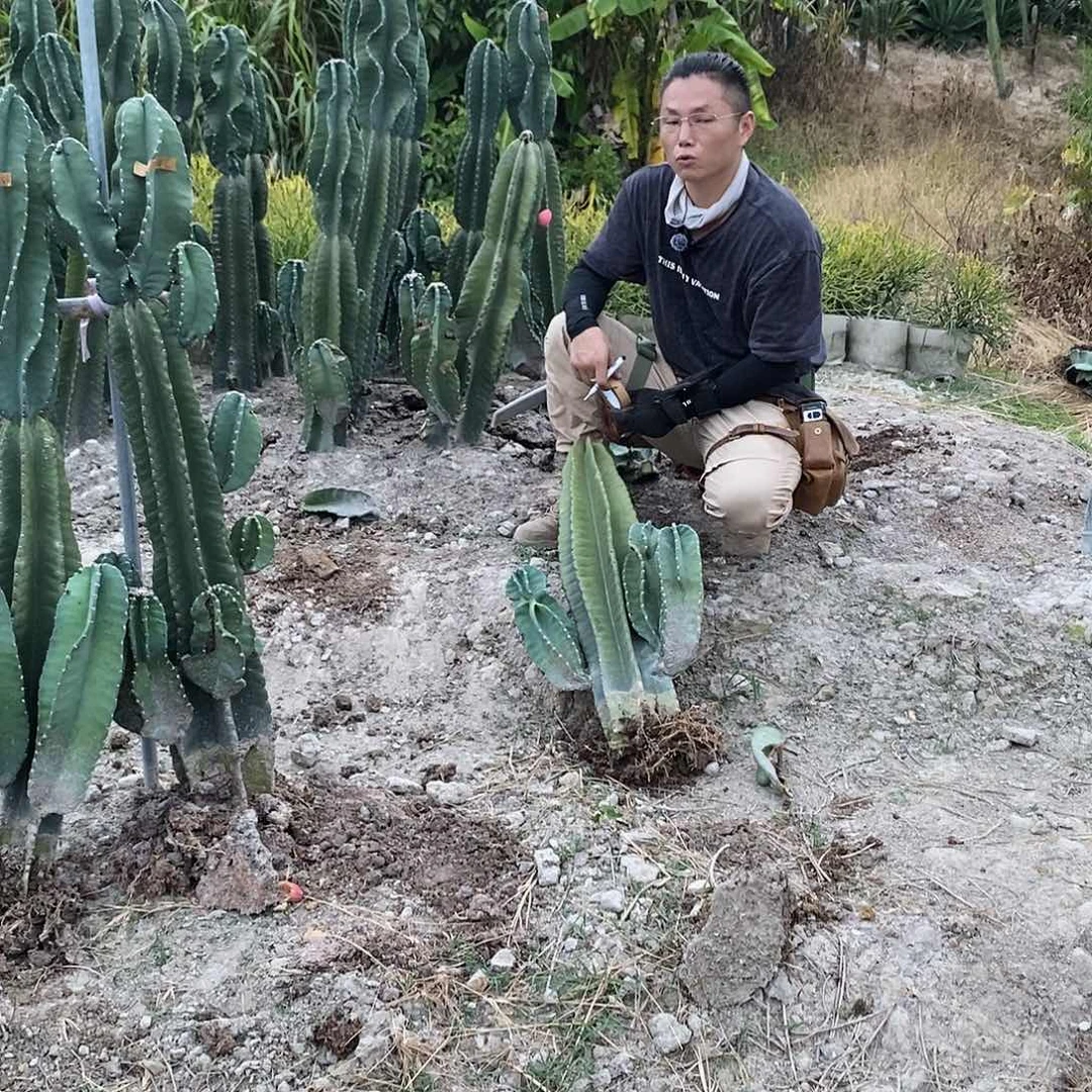 31号苹果80公分左右苹果