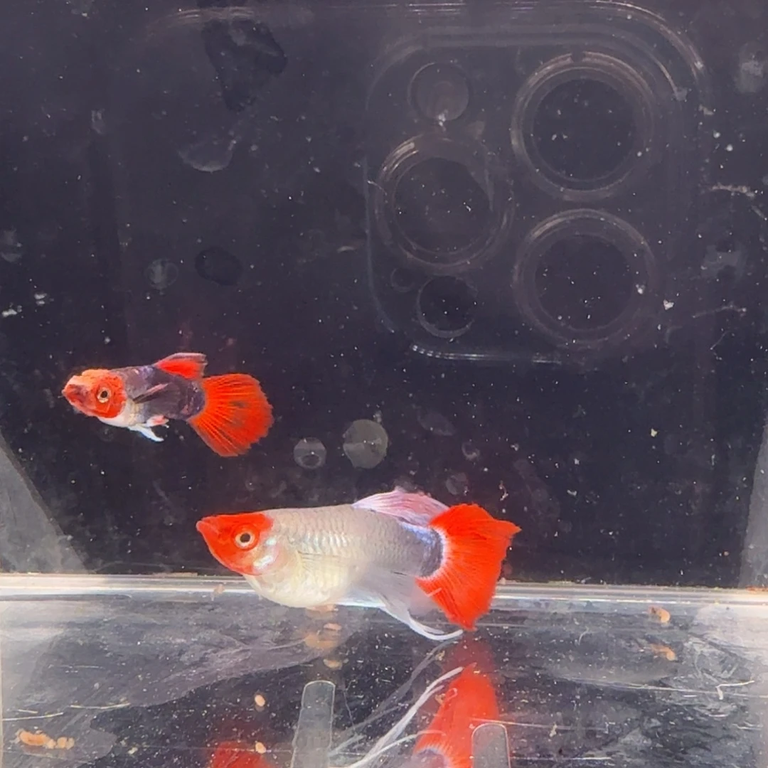 孔雀鱼深海蓝缎带1对
