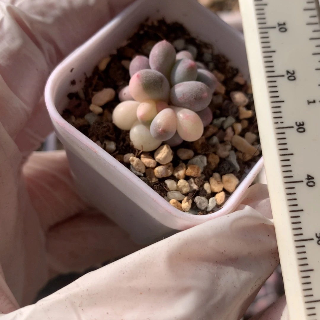 红奶尖奶酪锦奶酪锦