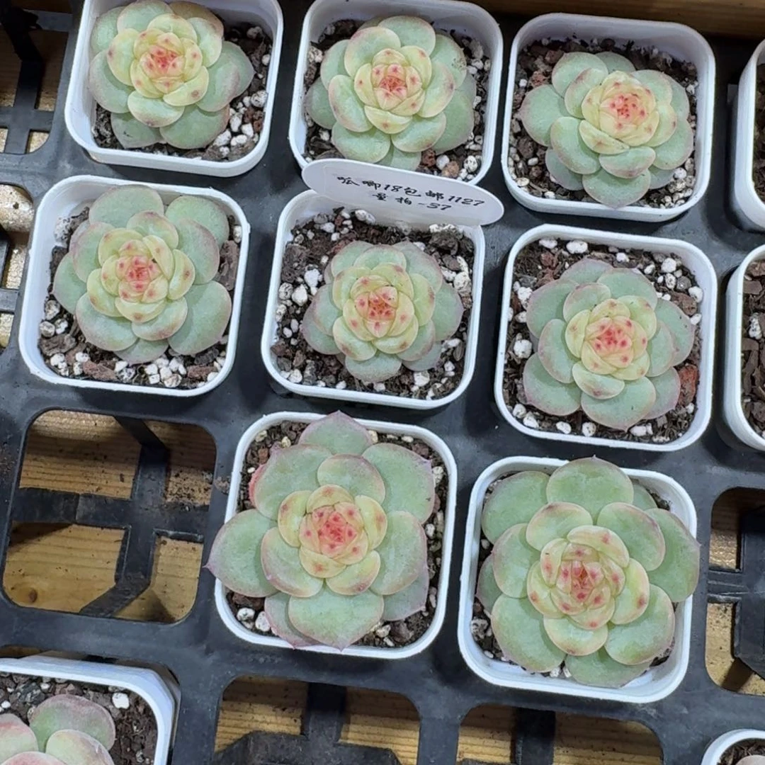 1127-037-晴岚二一颗量拍