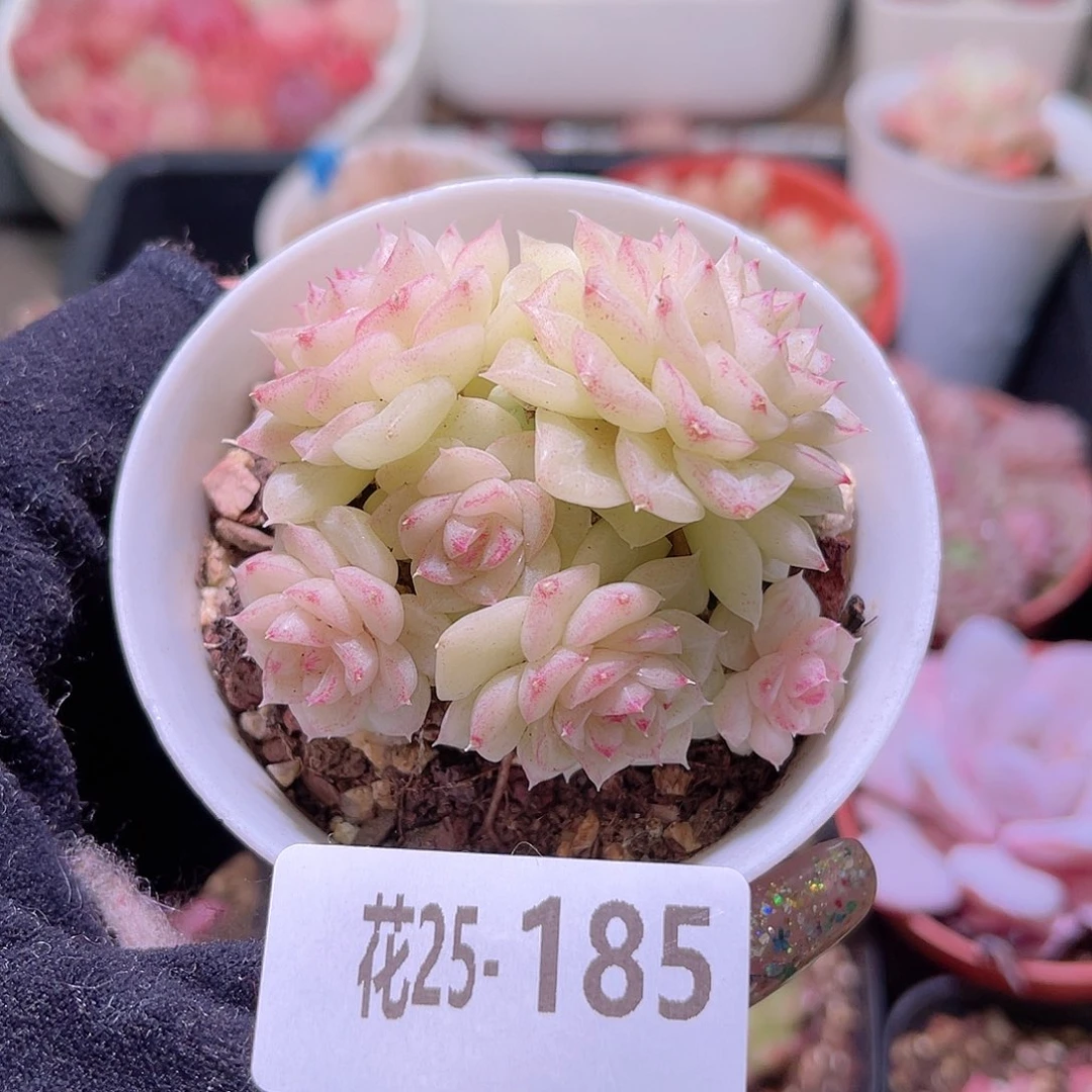 花利美25-185白天鹅