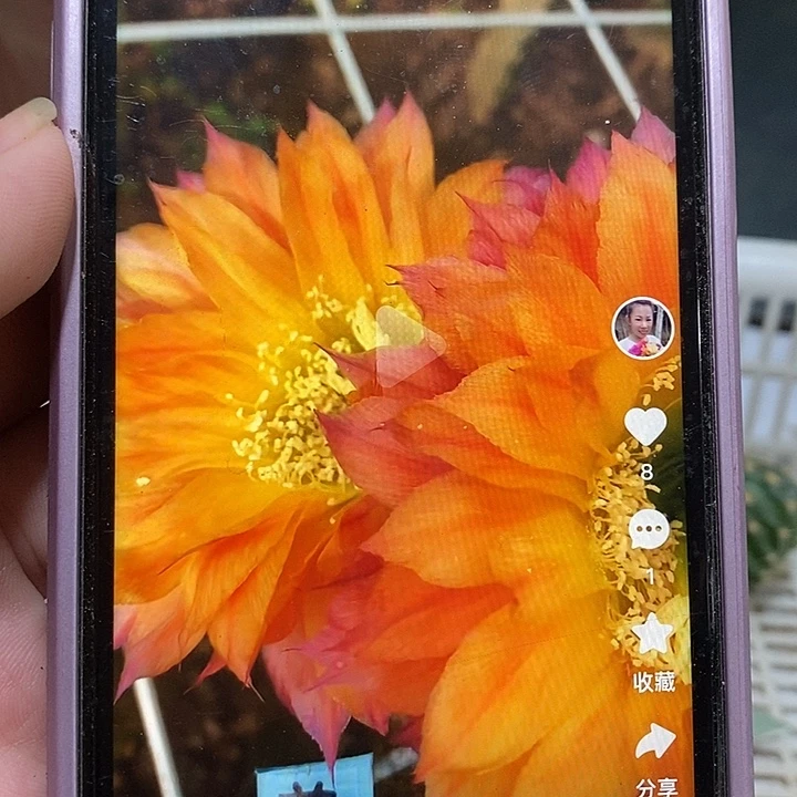 芊之柠彩草侧芽三公分