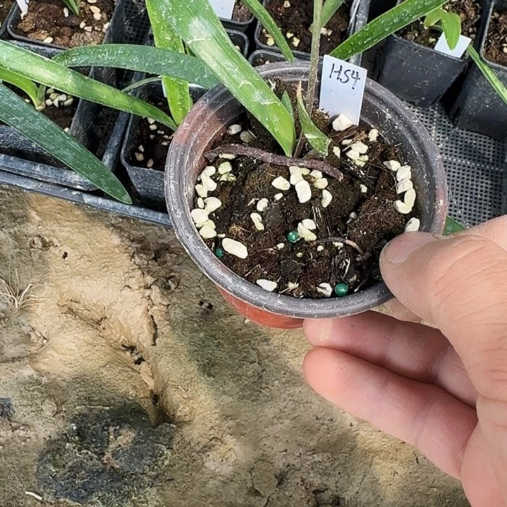 hs4朱顶红一棵