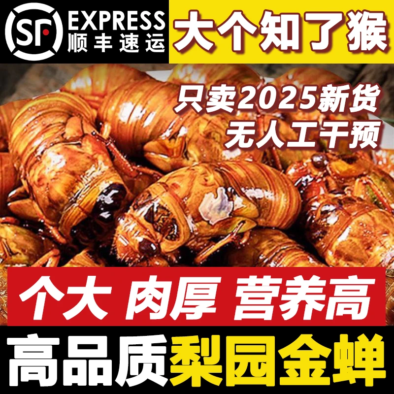 【山东梨园大金蝉】大个头知了猴爬叉猴高蛋白新鲜金蝉鲜活速冻发货