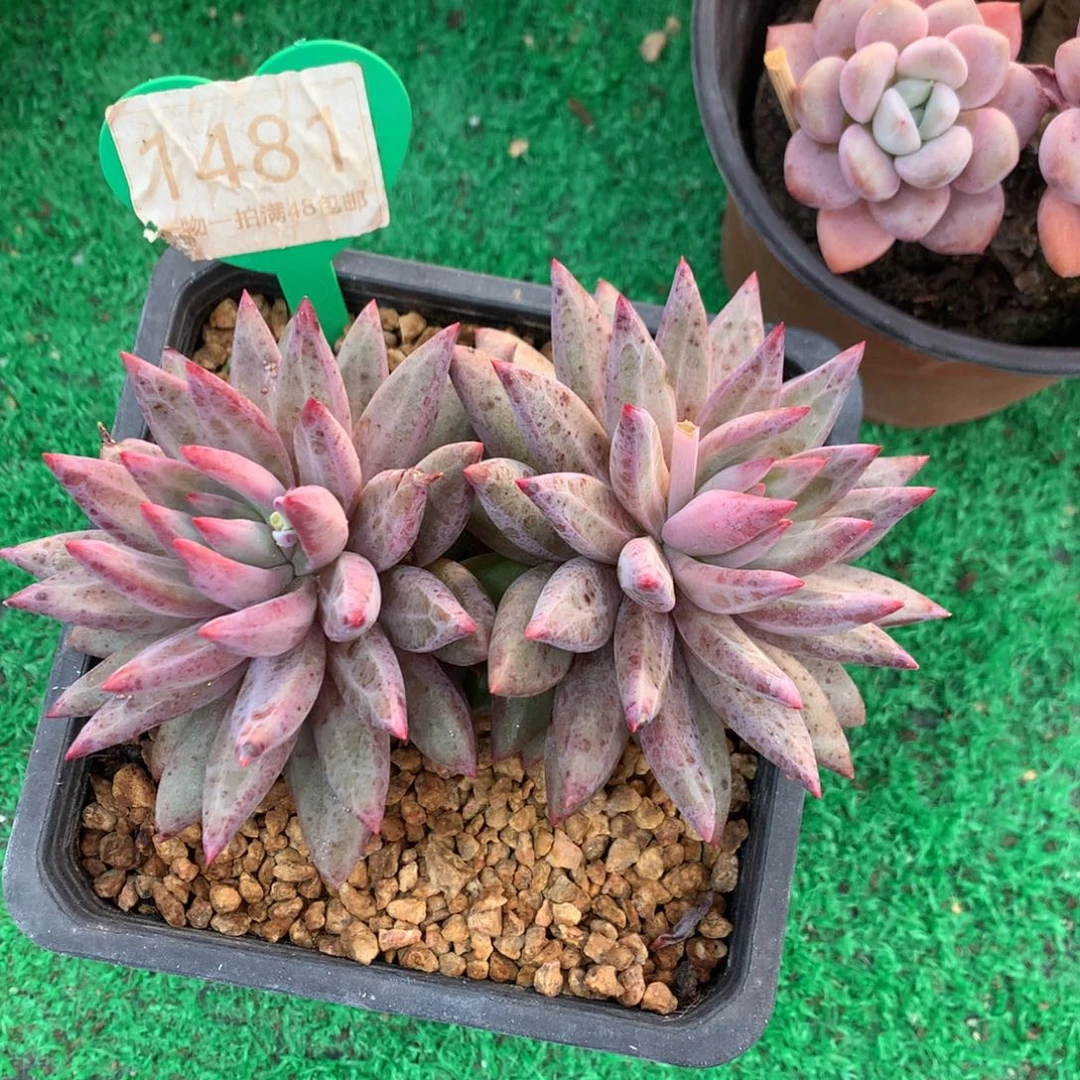 羽毛纹虞美人开播福利