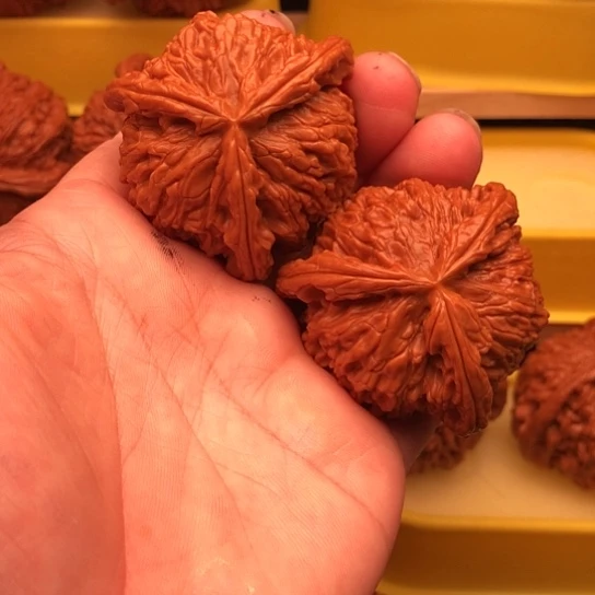 炽***焰核桃核桃核桃核桃核桃核桃