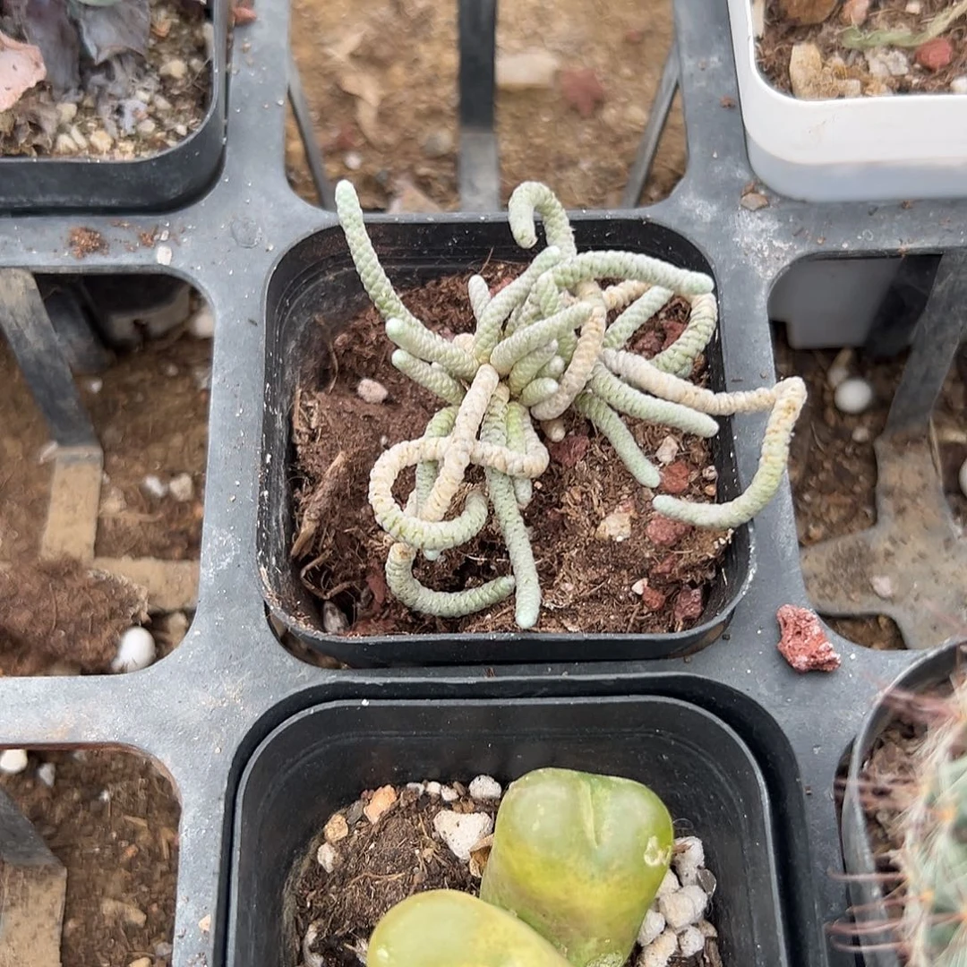 多肉植物多肉植物
