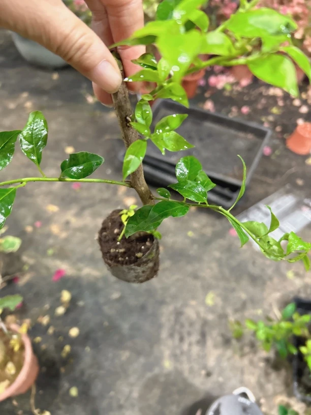 苹果花（凤祥三角梅