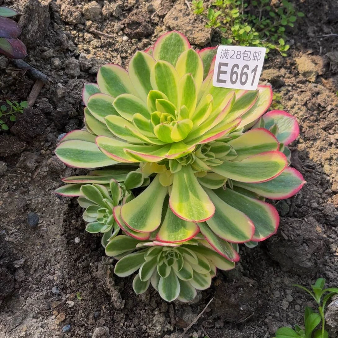 661多肉植物一物一拍