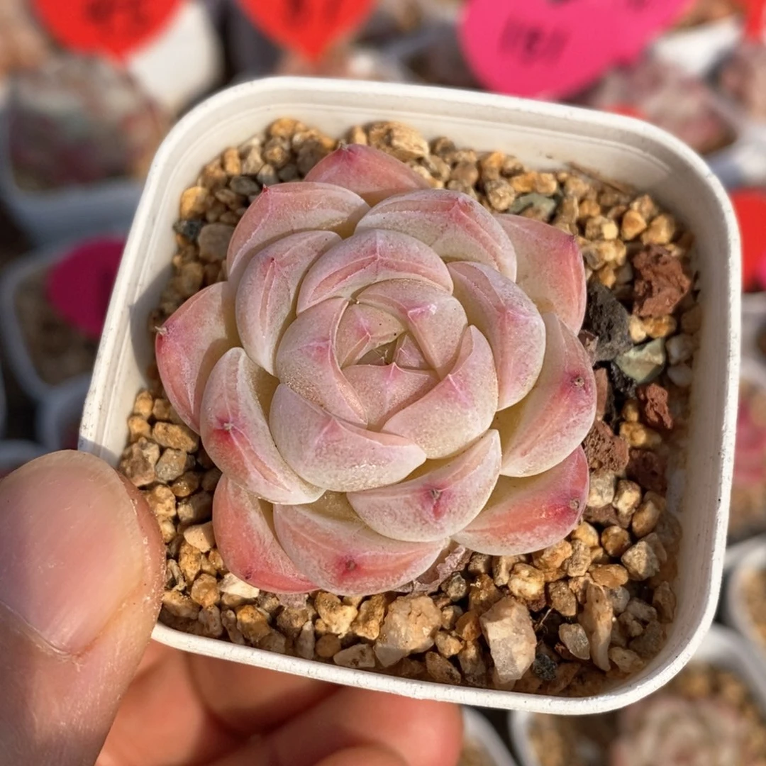 精品多肉一物一拍200