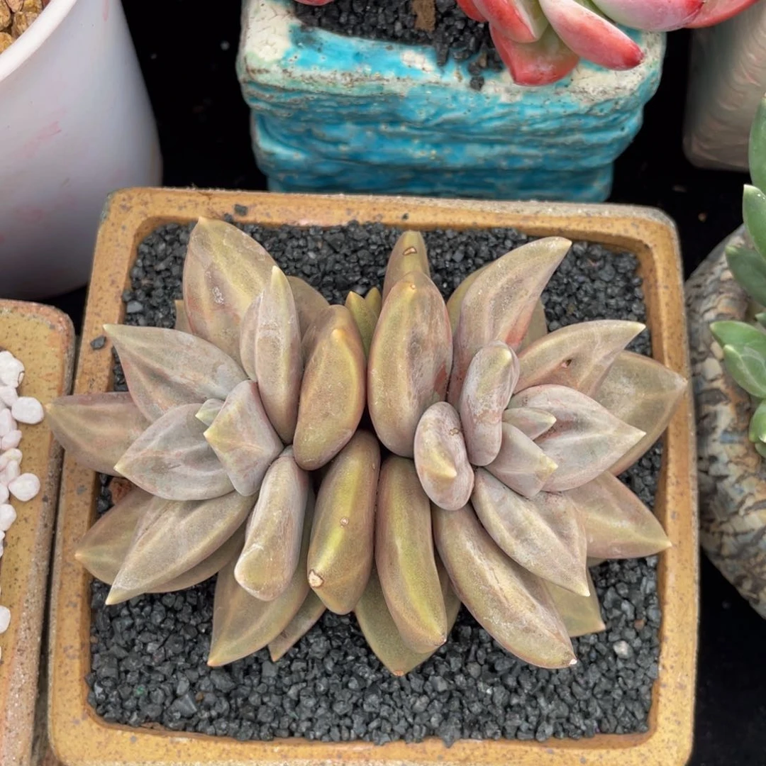 个惜春多肉植物盆栽多肉