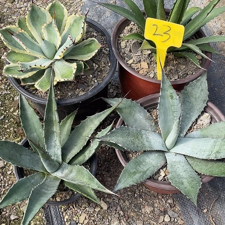 无花朵龙舌兰绿色植物