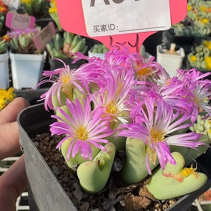 610斤哭吐吐统一战线中午