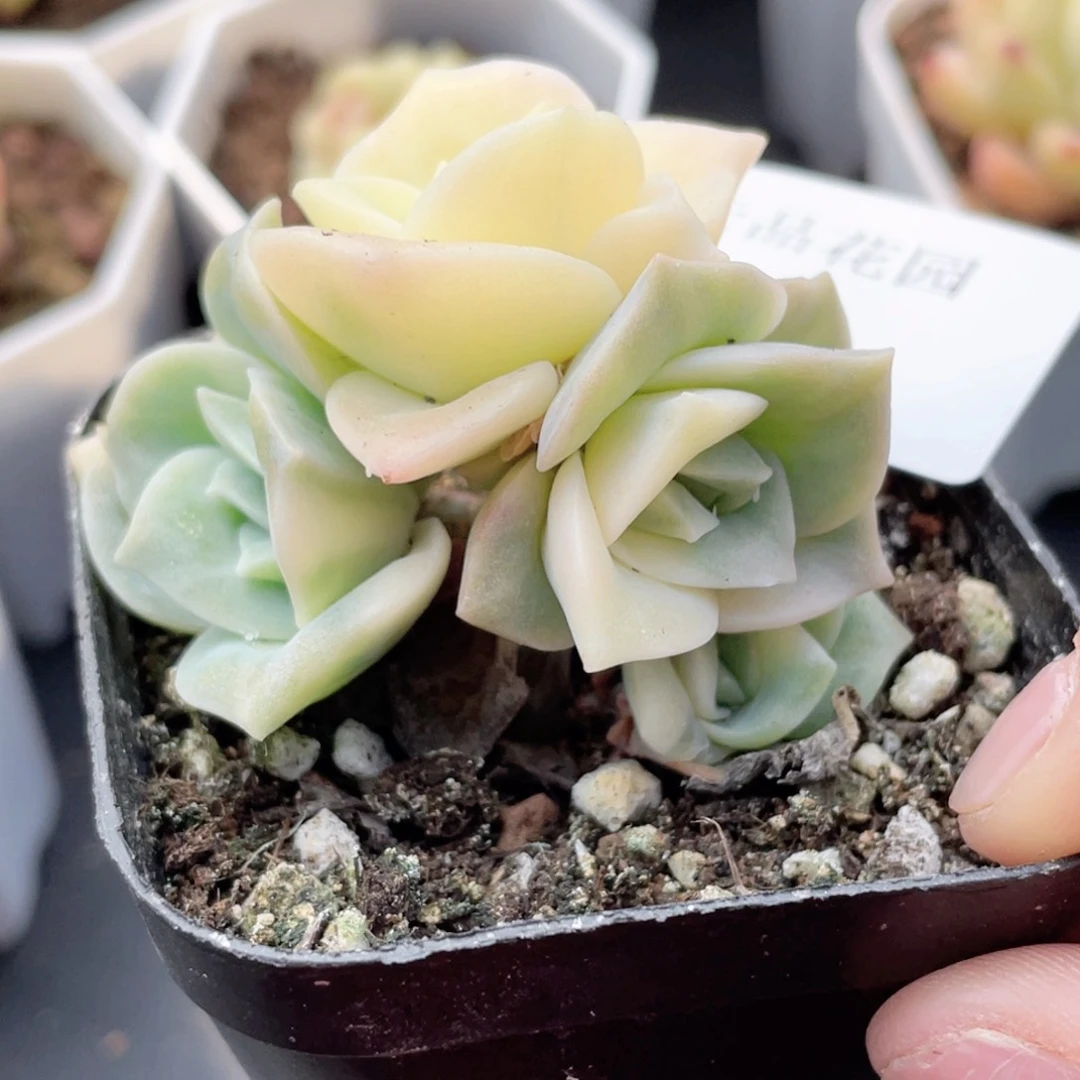 迷***吖100号糖心冰心珍妮 可爱玫瑰锦