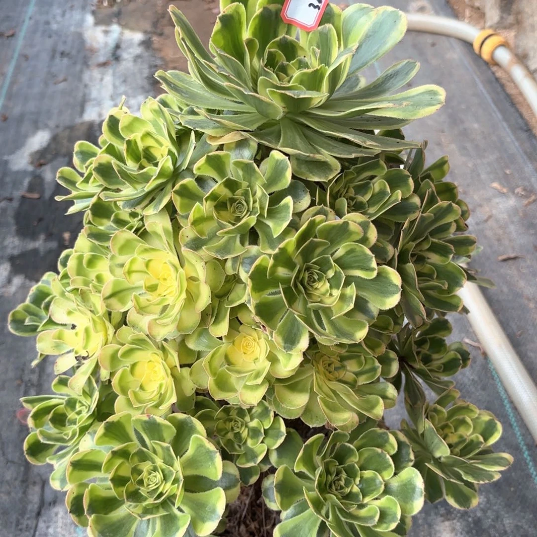 全部花朵323白兰地多肉植物
