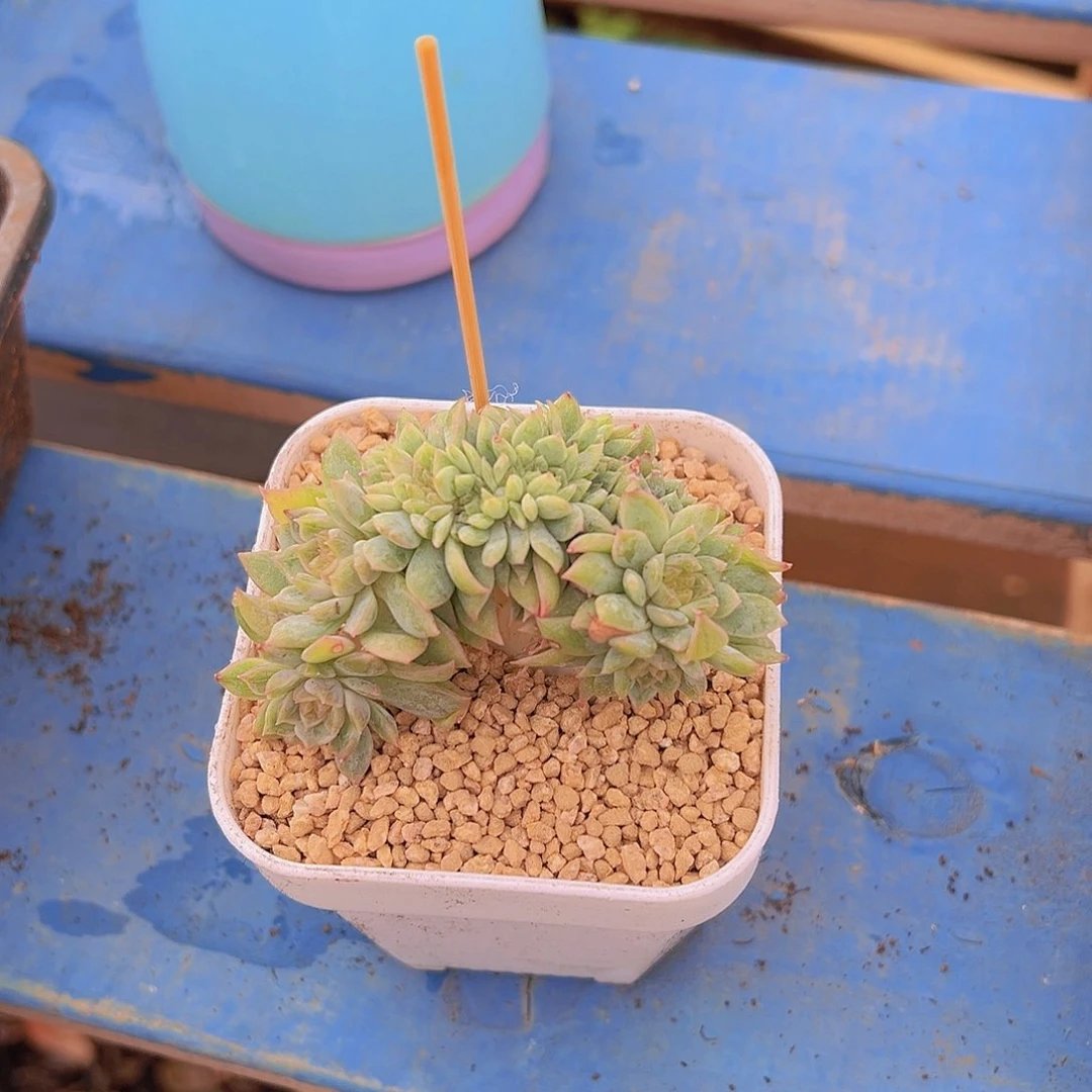 T****糖糯心琥珀，多肉植物，