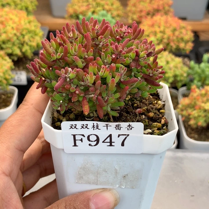 947红麒麟