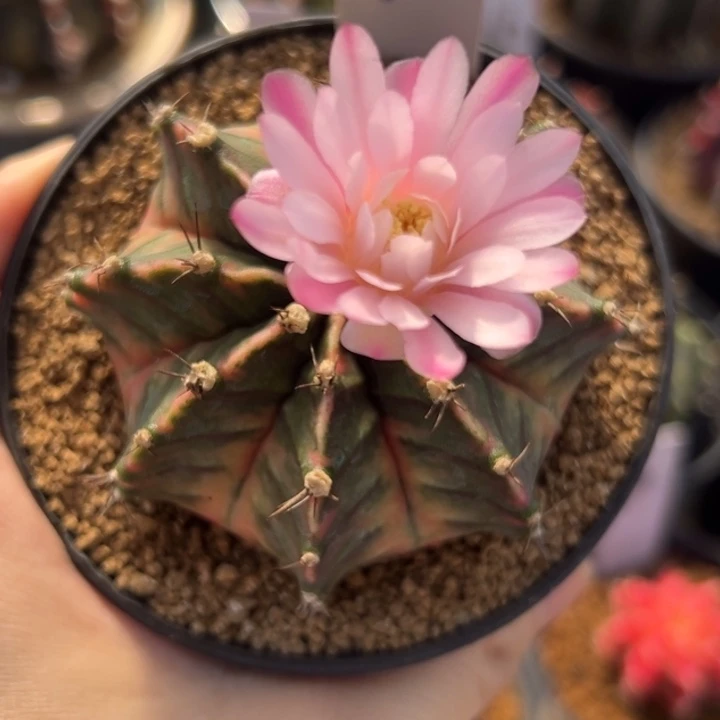 泰国米哈仙人球实生