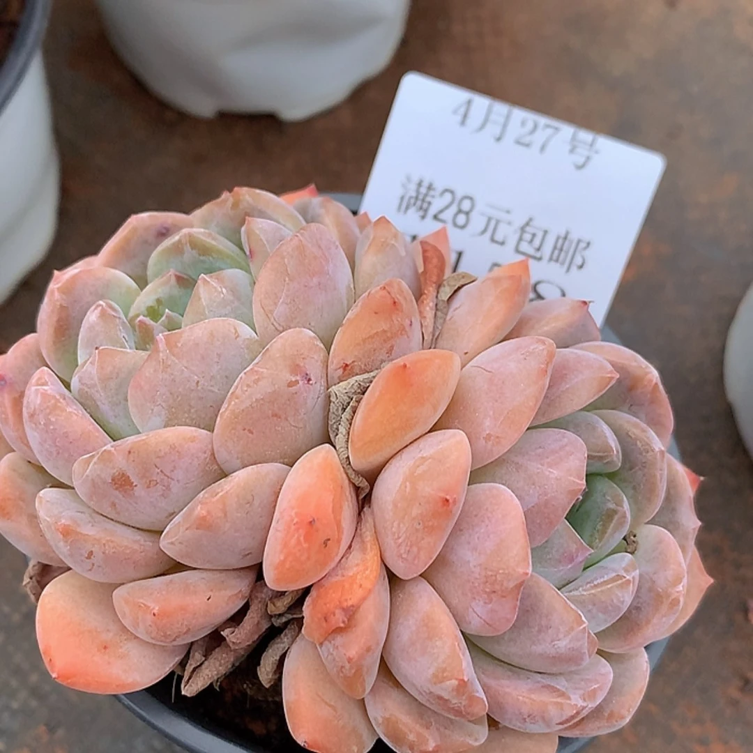 【闪购商品】云1158号