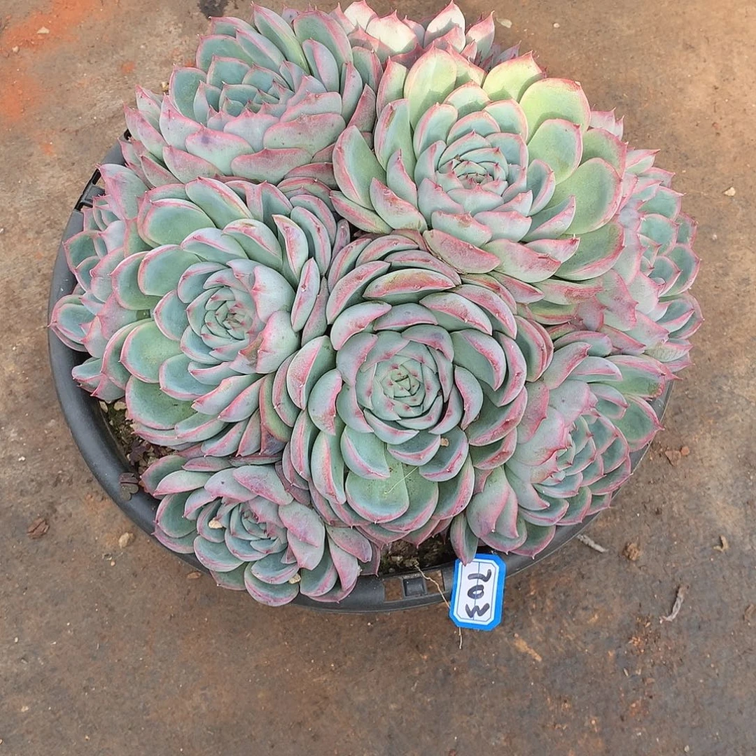 703侧影 一物一拍多肉