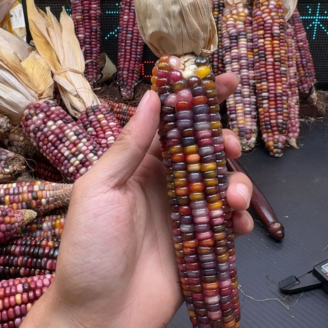 ****F柏香籽/百香籽吊坠