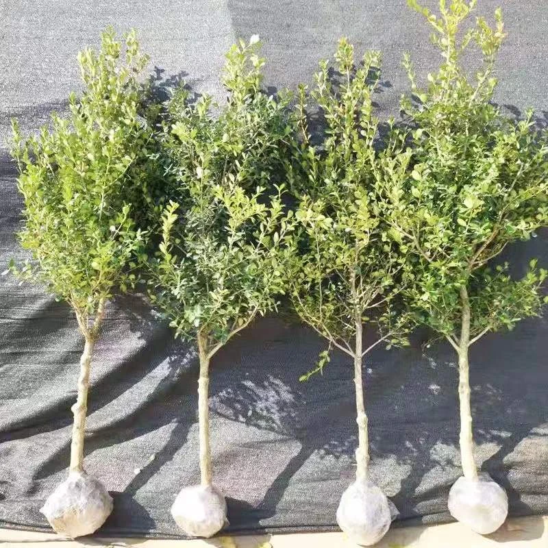 独杆黄杨树苗别墅庭院大型盆景耐寒四季常青易成活小叶瓜子黄杨苗