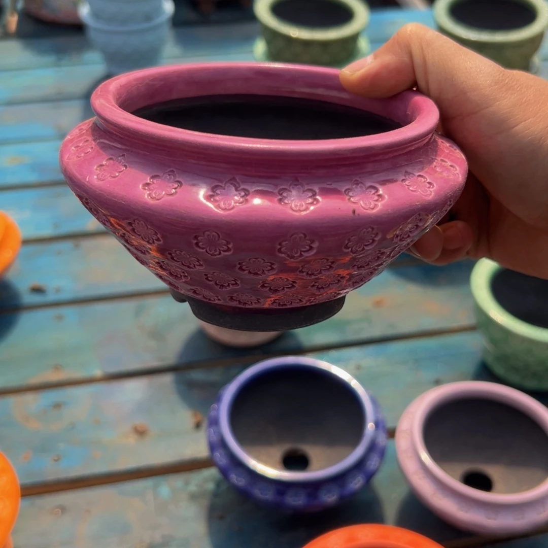 多肉一物一拍0426-46