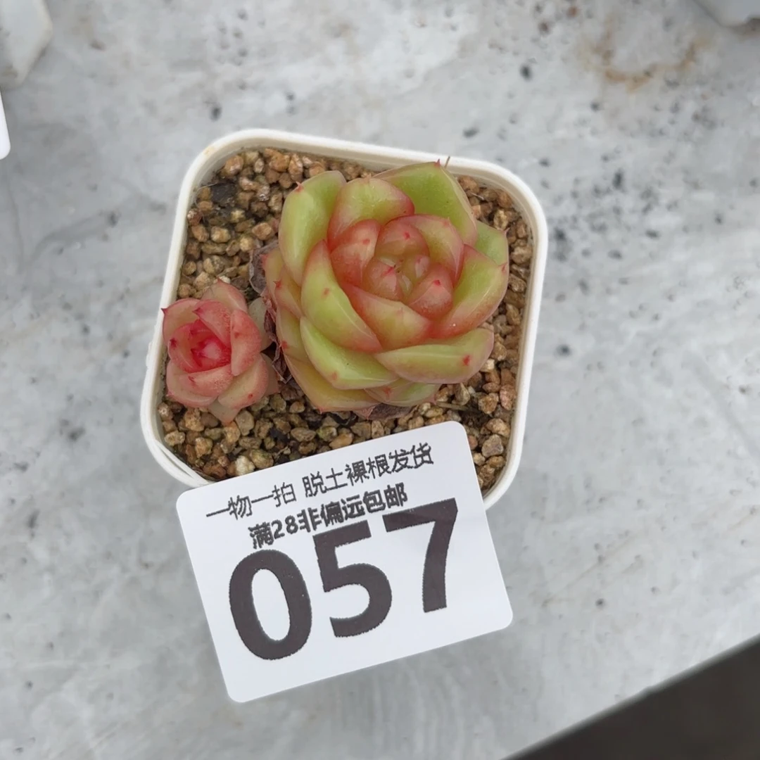 玉芷多肉无盆土发货